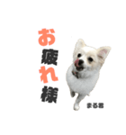 まる君のすたんぷ（個別スタンプ：12）