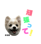 まる君のすたんぷ（個別スタンプ：13）