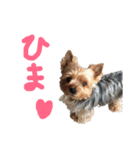 そら.T（個別スタンプ：8）
