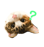 むぎわらすたんぷ（個別スタンプ：3）