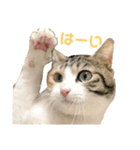 むぎわらすたんぷ（個別スタンプ：6）