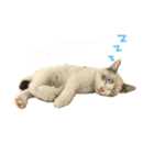 むぎわらすたんぷ（個別スタンプ：8）