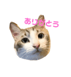 むぎわらすたんぷ（個別スタンプ：12）
