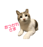むぎわらすたんぷ（個別スタンプ：13）