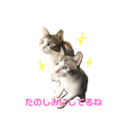 むぎわらすたんぷ（個別スタンプ：15）