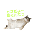 むぎわらすたんぷ（個別スタンプ：16）