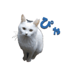 ぴゃふがぶっちー（個別スタンプ：1）