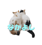ぴゃふがぶっちー（個別スタンプ：4）