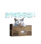 ぴゃふがぶっちー（個別スタンプ：6）