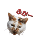 ぴゃふがぶっちー（個別スタンプ：9）