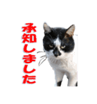 ぴゃふがぶっちー（個別スタンプ：10）