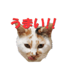 ぴゃふがぶっちー（個別スタンプ：12）
