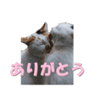 ぴゃふがぶっちー（個別スタンプ：13）