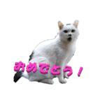 ぴゃふがぶっちー（個別スタンプ：14）
