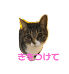 キャンビビちーとつぶミケ2（個別スタンプ：3）