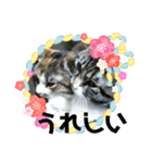 キャンビビちーとつぶミケ2（個別スタンプ：6）