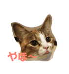 キャンビビちーとつぶミケ2（個別スタンプ：7）