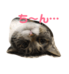 キャンビビちーとつぶミケ2（個別スタンプ：8）