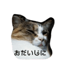 キャンビビちーとつぶミケ2（個別スタンプ：9）