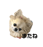 キャンビビちーとつぶミケ2（個別スタンプ：12）
