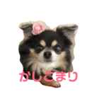 キャンビビちーとつぶミケ2（個別スタンプ：13）