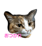 キャンビビちーとつぶミケ2（個別スタンプ：14）