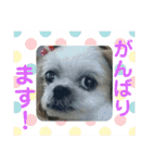 キャンビビちーとつぶミケ2（個別スタンプ：20）