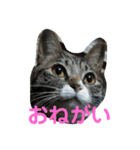 キャンビビちーとつぶミケ2（個別スタンプ：23）