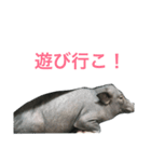 ぶーさん2（個別スタンプ：14）