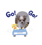 チワワのユメちゃん（個別スタンプ：3）