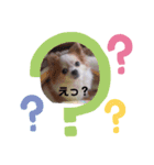 チワワのユメちゃん（個別スタンプ：4）