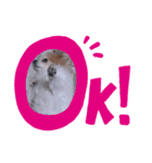 チワワのユメちゃん（個別スタンプ：6）