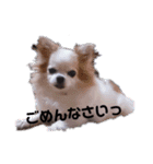 チワワのユメちゃん（個別スタンプ：13）