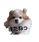 チワワのユメちゃん（個別スタンプ：16）