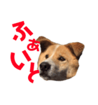 愛犬サスケの日常スタンプ（個別スタンプ：1）