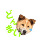 愛犬サスケの日常スタンプ（個別スタンプ：2）