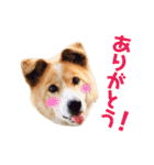 愛犬サスケの日常スタンプ（個別スタンプ：3）