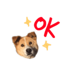 愛犬サスケの日常スタンプ（個別スタンプ：4）