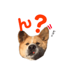 愛犬サスケの日常スタンプ（個別スタンプ：6）