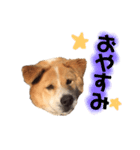 愛犬サスケの日常スタンプ（個別スタンプ：7）