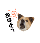愛犬サスケの日常スタンプ（個別スタンプ：8）