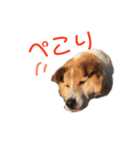 愛犬サスケの日常スタンプ（個別スタンプ：9）