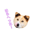 愛犬サスケの日常スタンプ（個別スタンプ：10）