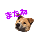 愛犬サスケの日常スタンプ（個別スタンプ：11）