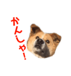 愛犬サスケの日常スタンプ（個別スタンプ：12）