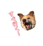 愛犬サスケの日常スタンプ（個別スタンプ：13）