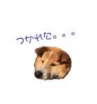 愛犬サスケの日常スタンプ（個別スタンプ：14）