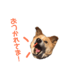 愛犬サスケの日常スタンプ（個別スタンプ：15）