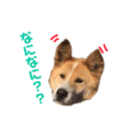 愛犬サスケの日常スタンプ（個別スタンプ：16）
