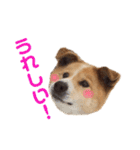 愛犬サスケの日常スタンプ（個別スタンプ：17）